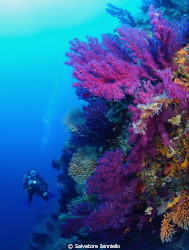 osservare i colori del Mediterraneo by Salvatore Ianniello 